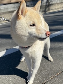 ꡼ No.006Υͥ / ˿ǥΤΥҥҥ硼 860֥Ȥ