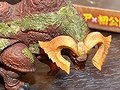 「モンスターハンターフェスタ'11」の決勝大会は5月22日にお台場で開催。「モンスタハンターポータブル 3rd」メディア対抗ゲーム大会の模様をレポート