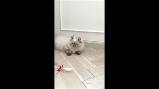 ɥȡ˥㥤 1á֤ߤߤ!