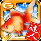 金魚の達人