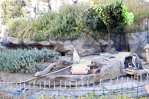 画像ギャラリー No.021のサムネイル画像 / 茅森月歌と瑞原あいなの音声ガイドで水族館を満喫！　サンシャイン水族館×ヘブバン「海さ！魚さ！アクアリウムさ〜」レポート