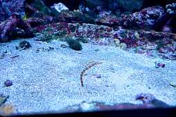 画像ギャラリー No.027のサムネイル画像 / 茅森月歌と瑞原あいなの音声ガイドで水族館を満喫！　サンシャイン水族館×ヘブバン「海さ！魚さ！アクアリウムさ〜」レポート