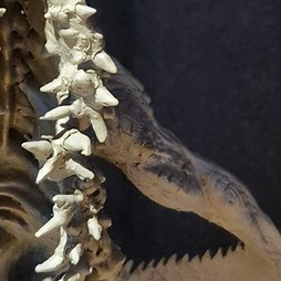 画像ギャラリー No.115のサムネイル画像 / 「Stellar Blade」続編や「NIKKE」,新作プロジェクトを開発中のSHIFT UP本社を訪問。ゲームは“お尻で作るもの”――キム・ヒョンテ氏とちょっとだけ雑談もしてきた