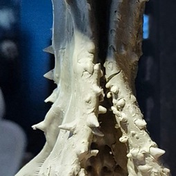 画像ギャラリー No.119のサムネイル画像 / 「Stellar Blade」続編や「NIKKE」,新作プロジェクトを開発中のSHIFT UP本社を訪問。ゲームは“お尻で作るもの”――キム・ヒョンテ氏とちょっとだけ雑談もしてきた