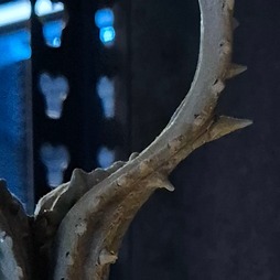 画像ギャラリー No.120のサムネイル画像 / 「Stellar Blade」続編や「NIKKE」,新作プロジェクトを開発中のSHIFT UP本社を訪問。ゲームは“お尻で作るもの”――キム・ヒョンテ氏とちょっとだけ雑談もしてきた