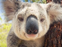 体が大きいビクトリアコアラさんの「迷宮校舎」レビュー。えーあい！Steam広場