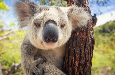 画像ギャラリー No.002のサムネイル画像 / 体が大きいビクトリアコアラさんの「迷宮校舎」レビュー。えーあい！Steam広場