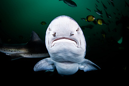 画像ギャラリー No.001のサムネイル画像 / 海洋SLG「Life Below」に登場してほしい海の生きものは？　日本近海の5種を対象に読者アンケートを行います