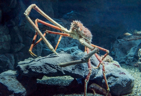 画像ギャラリー No.024のサムネイル画像 / 海洋SLG「Life Below」に登場してほしい海の生きものは？　日本近海の5種を対象に読者アンケートを行います