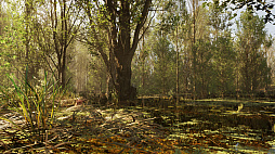 Forest Doesnt Care