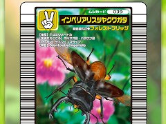 �ֹ���ԥॷ���󥰡פ����Ȥ����֥��å��������󥲡����MUSHInomics with MUSHIKING�ס������ӥ�����