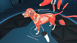 Animal Anatomy XR