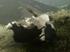 牧羊犬になって迷子の羊たちを救うADV「The Free Shepherd」が発表に。発売は2027年内