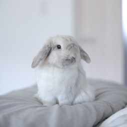 画像ギャラリー No.008のサムネイル画像 / うさぎの“うんぴ”を集めるデスクトップ放置系シム「うさぎとぷーぷ」1月23日に配信