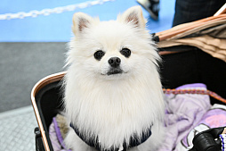 画像ギャラリー No.001のサムネイル画像 / 犬猫のお写真をいっぱい撮っただけでゴメンナサイ! おもしろワンニャンアイテムたくさんの“インターペット2026”