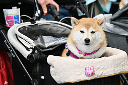 画像ギャラリー No.002のサムネイル画像 / 犬猫のお写真をいっぱい撮っただけでゴメンナサイ! おもしろワンニャンアイテムたくさんの“インターペット2026”