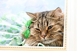 画像ギャラリー No.003のサムネイル画像 / 犬猫のお写真をいっぱい撮っただけでゴメンナサイ! おもしろワンニャンアイテムたくさんの“インターペット2026”