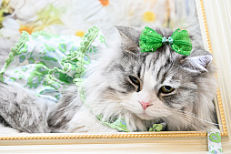 画像ギャラリー No.004のサムネイル画像 / 犬猫のお写真をいっぱい撮っただけでゴメンナサイ! おもしろワンニャンアイテムたくさんの“インターペット2026”