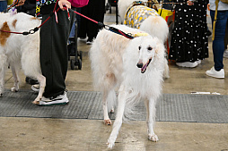 画像ギャラリー No.007のサムネイル画像 / 犬猫のお写真をいっぱい撮っただけでゴメンナサイ! おもしろワンニャンアイテムたくさんの“インターペット2026”