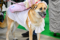 画像ギャラリー No.008のサムネイル画像 / 犬猫のお写真をいっぱい撮っただけでゴメンナサイ! おもしろワンニャンアイテムたくさんの“インターペット2026”