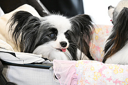 画像ギャラリー No.010のサムネイル画像 / 犬猫のお写真をいっぱい撮っただけでゴメンナサイ! おもしろワンニャンアイテムたくさんの“インターペット2026”