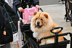 画像ギャラリー No.011のサムネイル画像 / 犬猫のお写真をいっぱい撮っただけでゴメンナサイ! おもしろワンニャンアイテムたくさんの“インターペット2026”