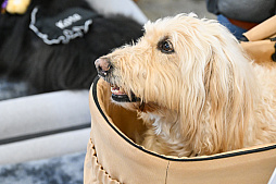 画像ギャラリー No.012のサムネイル画像 / 犬猫のお写真をいっぱい撮っただけでゴメンナサイ! おもしろワンニャンアイテムたくさんの“インターペット2026”