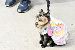 画像ギャラリー No.013のサムネイル画像 / 犬猫のお写真をいっぱい撮っただけでゴメンナサイ! おもしろワンニャンアイテムたくさんの“インターペット2026”