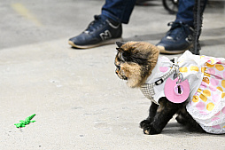 画像ギャラリー No.014のサムネイル画像 / 犬猫のお写真をいっぱい撮っただけでゴメンナサイ! おもしろワンニャンアイテムたくさんの“インターペット2026”