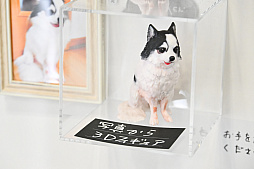 画像ギャラリー No.017のサムネイル画像 / 犬猫のお写真をいっぱい撮っただけでゴメンナサイ! おもしろワンニャンアイテムたくさんの“インターペット2026”