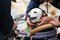 画像ギャラリー No.019のサムネイル画像 / 犬猫のお写真をいっぱい撮っただけでゴメンナサイ! おもしろワンニャンアイテムたくさんの“インターペット2026”