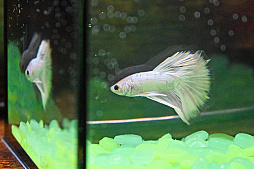 画像ギャラリー No.040のサムネイル画像 / 犬猫のお写真をいっぱい撮っただけでゴメンナサイ! おもしろワンニャンアイテムたくさんの“インターペット2026”