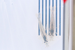 画像ギャラリー No.043のサムネイル画像 / 犬猫のお写真をいっぱい撮っただけでゴメンナサイ! おもしろワンニャンアイテムたくさんの“インターペット2026”