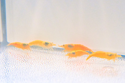 画像ギャラリー No.044のサムネイル画像 / 犬猫のお写真をいっぱい撮っただけでゴメンナサイ! おもしろワンニャンアイテムたくさんの“インターペット2026”