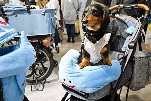 画像ギャラリー No.047のサムネイル画像 / 犬猫のお写真をいっぱい撮っただけでゴメンナサイ! おもしろワンニャンアイテムたくさんの“インターペット2026”