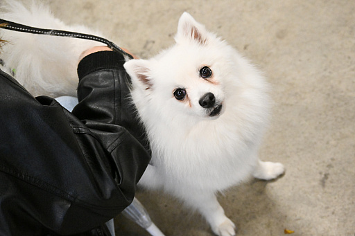 画像ギャラリー No.049のサムネイル画像 / 犬猫のお写真をいっぱい撮っただけでゴメンナサイ! おもしろワンニャンアイテムたくさんの“インターペット2026”