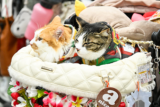 画像ギャラリー No.050のサムネイル画像 / 犬猫のお写真をいっぱい撮っただけでゴメンナサイ! おもしろワンニャンアイテムたくさんの“インターペット2026”