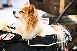 画像ギャラリー No.051のサムネイル画像 / 犬猫のお写真をいっぱい撮っただけでゴメンナサイ! おもしろワンニャンアイテムたくさんの“インターペット2026”