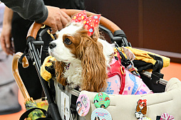 画像ギャラリー No.052のサムネイル画像 / 犬猫のお写真をいっぱい撮っただけでゴメンナサイ! おもしろワンニャンアイテムたくさんの“インターペット2026”