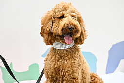 画像ギャラリー No.053のサムネイル画像 / 犬猫のお写真をいっぱい撮っただけでゴメンナサイ! おもしろワンニャンアイテムたくさんの“インターペット2026”