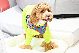 画像ギャラリー No.054のサムネイル画像 / 犬猫のお写真をいっぱい撮っただけでゴメンナサイ! おもしろワンニャンアイテムたくさんの“インターペット2026”