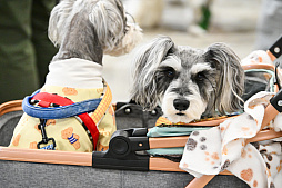 画像ギャラリー No.055のサムネイル画像 / 犬猫のお写真をいっぱい撮っただけでゴメンナサイ! おもしろワンニャンアイテムたくさんの“インターペット2026”