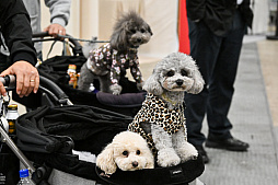 画像ギャラリー No.056のサムネイル画像 / 犬猫のお写真をいっぱい撮っただけでゴメンナサイ! おもしろワンニャンアイテムたくさんの“インターペット2026”