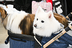 画像ギャラリー No.057のサムネイル画像 / 犬猫のお写真をいっぱい撮っただけでゴメンナサイ! おもしろワンニャンアイテムたくさんの“インターペット2026”