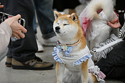 画像ギャラリー No.058のサムネイル画像 / 犬猫のお写真をいっぱい撮っただけでゴメンナサイ! おもしろワンニャンアイテムたくさんの“インターペット2026”