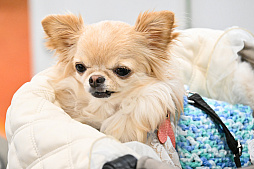 画像ギャラリー No.059のサムネイル画像 / 犬猫のお写真をいっぱい撮っただけでゴメンナサイ! おもしろワンニャンアイテムたくさんの“インターペット2026”