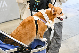 画像ギャラリー No.060のサムネイル画像 / 犬猫のお写真をいっぱい撮っただけでゴメンナサイ! おもしろワンニャンアイテムたくさんの“インターペット2026”