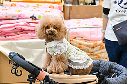 画像ギャラリー No.061のサムネイル画像 / 犬猫のお写真をいっぱい撮っただけでゴメンナサイ! おもしろワンニャンアイテムたくさんの“インターペット2026”