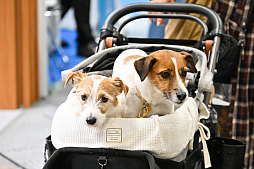 画像ギャラリー No.062のサムネイル画像 / 犬猫のお写真をいっぱい撮っただけでゴメンナサイ! おもしろワンニャンアイテムたくさんの“インターペット2026”