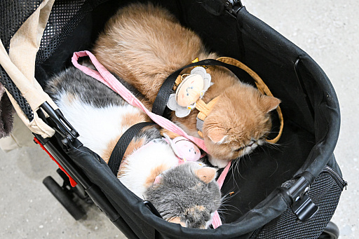 画像ギャラリー No.063のサムネイル画像 / 犬猫のお写真をいっぱい撮っただけでゴメンナサイ! おもしろワンニャンアイテムたくさんの“インターペット2026”